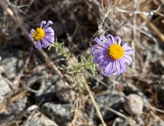 Felicia hirsuta