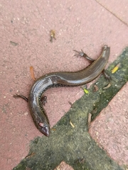 Riopa albopunctata