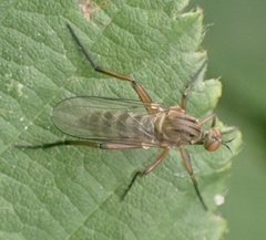 Empis livida