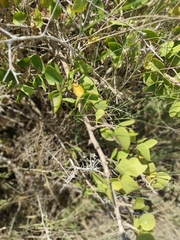 Withania frutescens