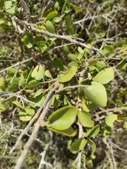 Withania frutescens