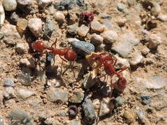 Pogonomyrmex maricopa