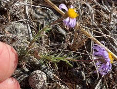 Felicia hirsuta