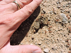 Pogonomyrmex maricopa