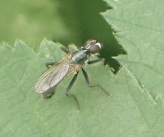 Cordilura
