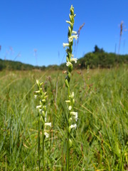 Spiranthes aestivalis