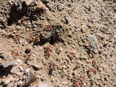 Pogonomyrmex maricopa