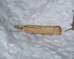 Pediasia luteella