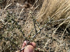 Lycium horridum