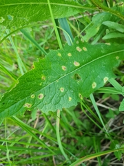 Puccinia caricis-montanae