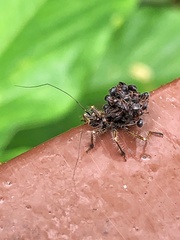 Inara flavopicta