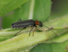 Oedemera croceicollis