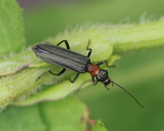 Oedemera croceicollis