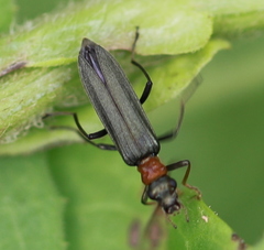 Oedemera croceicollis