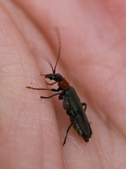 Oedemera croceicollis