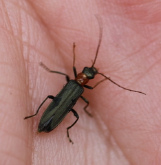 Oedemera croceicollis