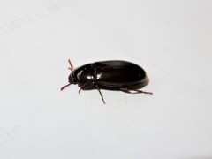 Uloma tenebrionoides