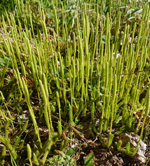 Lycopodium lagopus