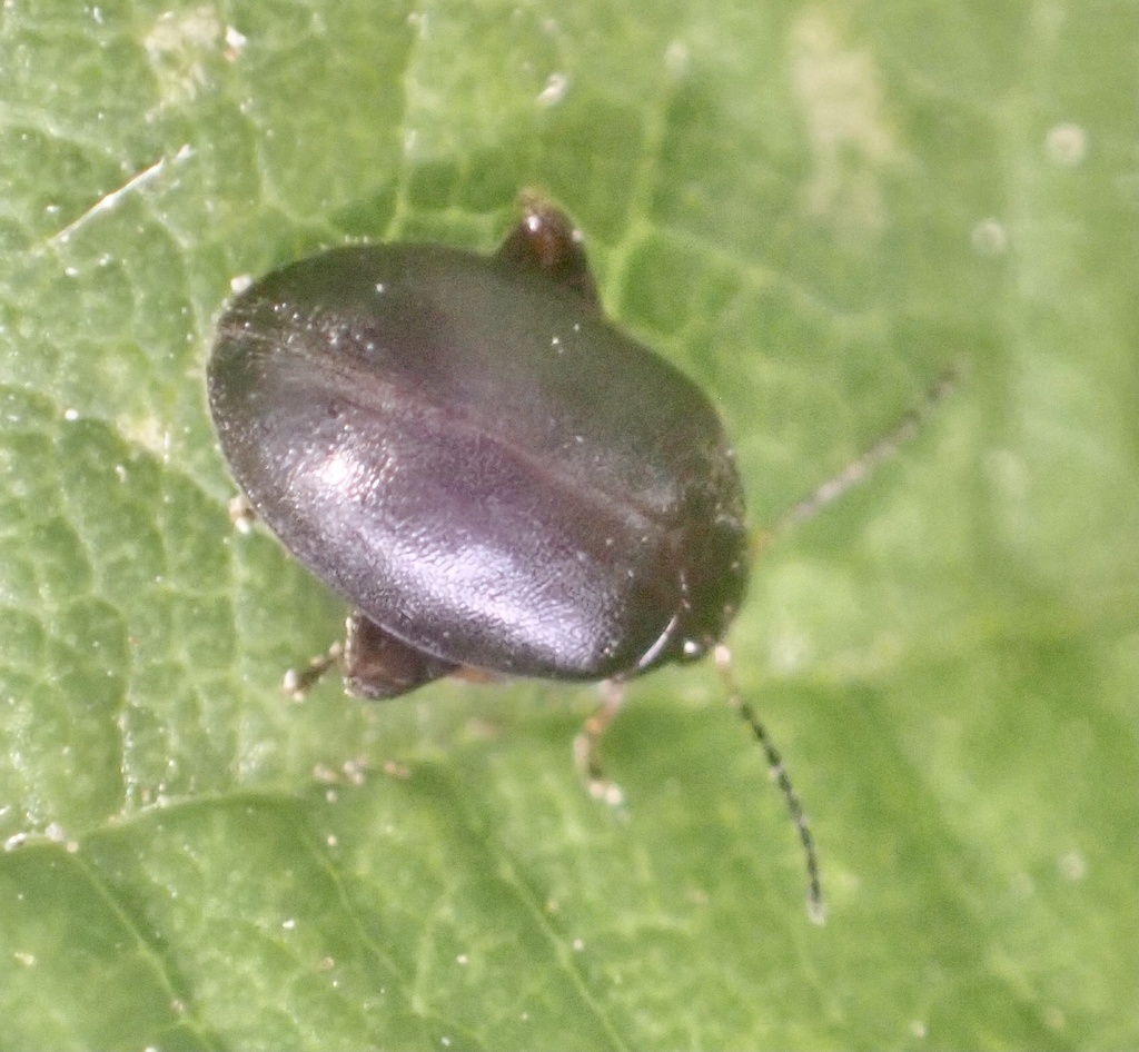 Scirtes orbicularis