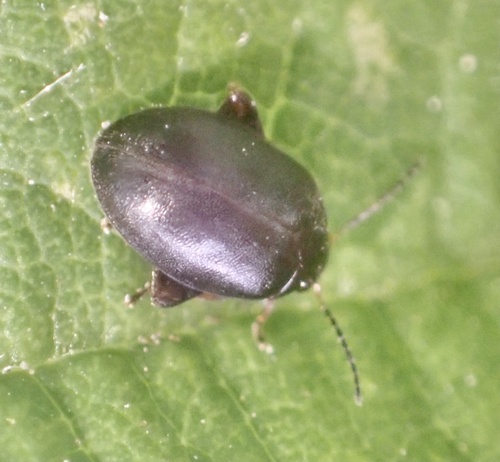 Scirtes orbicularis