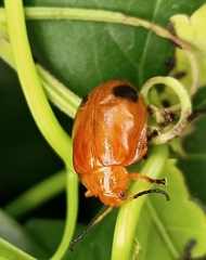 Oides palleata
