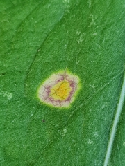 Puccinia caricis-montanae