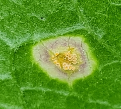 Puccinia caricis-montanae