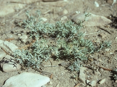 Astragalus kentrophyta elatus