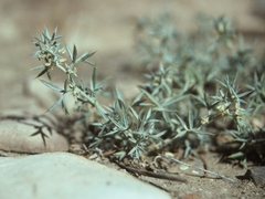 Astragalus kentrophyta elatus