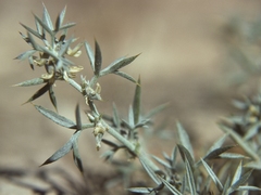 Astragalus kentrophyta elatus
