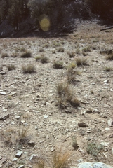 Astragalus kentrophyta elatus