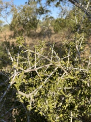 Pyrostria hystrix