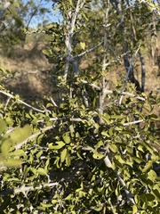 Pyrostria hystrix