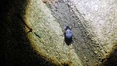 Dicaelus elongatus