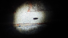 Stenolophus ochropezus