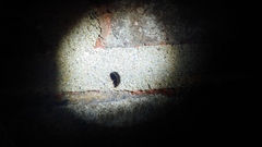 Stenolophus ochropezus