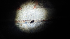 Stenolophus ochropezus