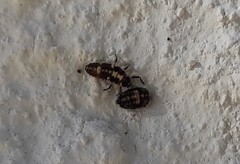 Propylea quatuordecimpunctata