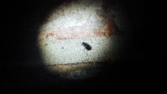 Stenolophus ochropezus