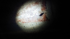 Stenolophus ochropezus