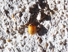 Coccinellini