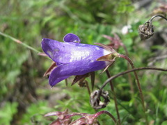 Campanula saxifraga