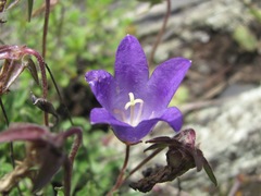 Campanula saxifraga