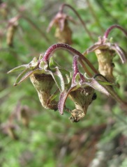 Campanula saxifraga