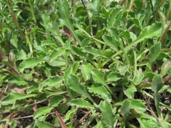 Campanula saxifraga