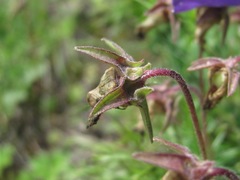 Campanula saxifraga