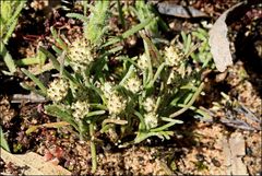 Blennospora drummondii