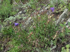 Campanula saxifraga
