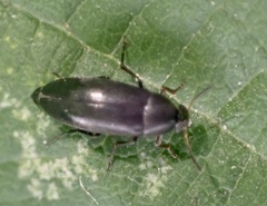 Anaspis rufilabris
