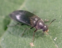 Anaspis rufilabris